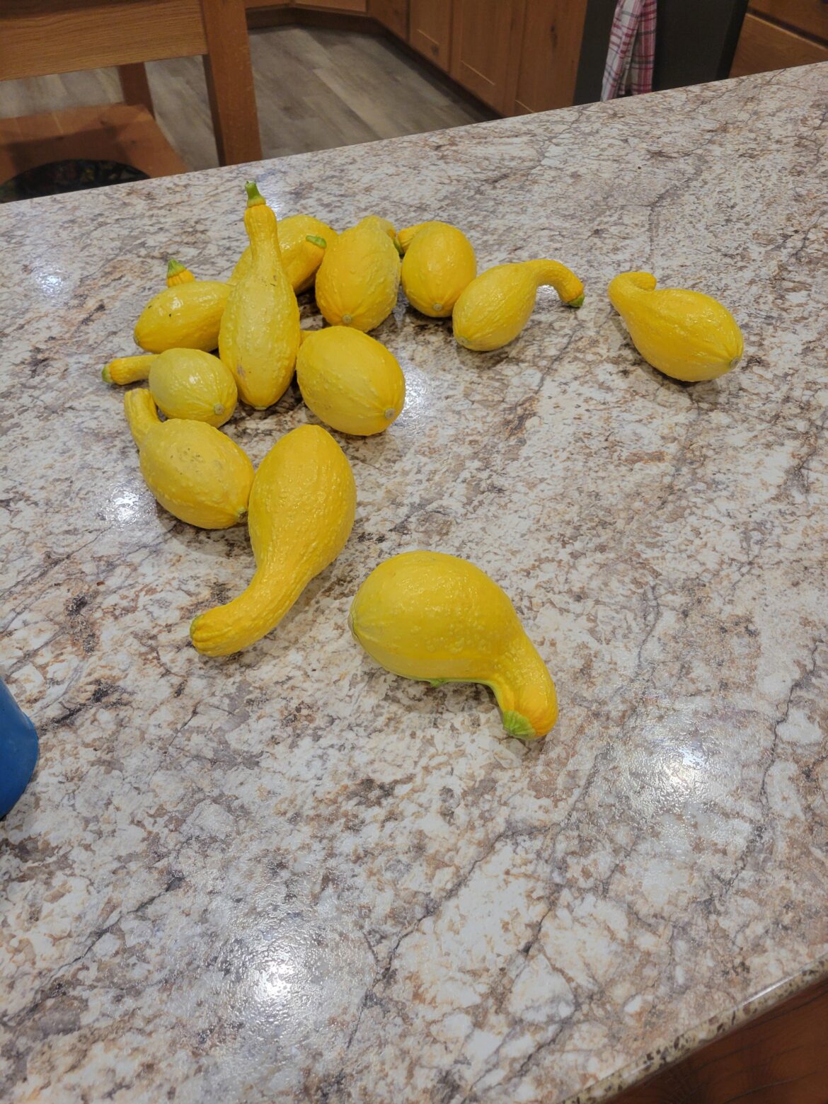 unlocked the cheat code for yellow crookneck squash unlocked the cheat code for yellow crookneck squash