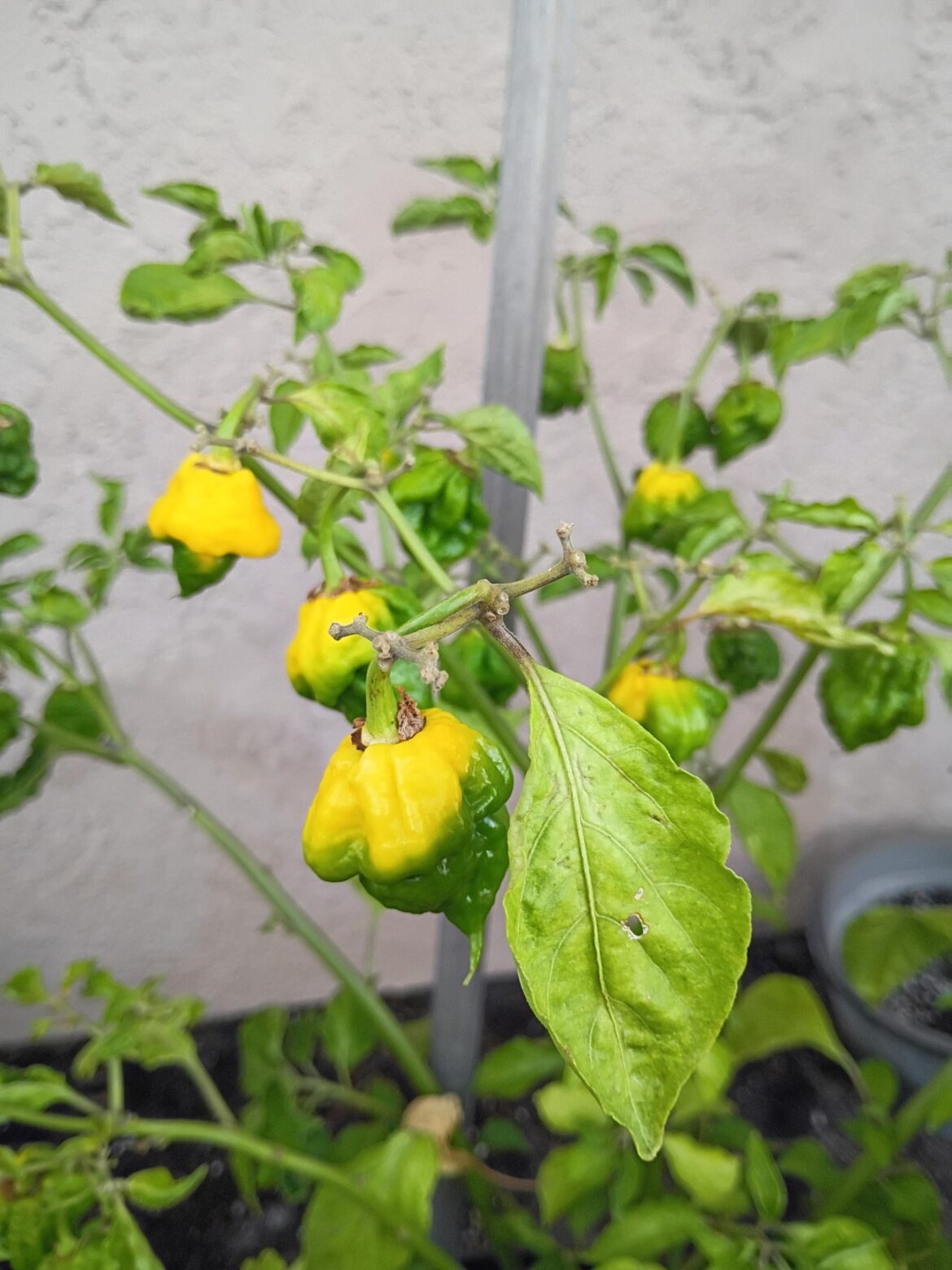 Pepper ID needed