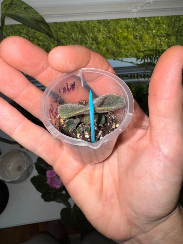 First time leaf prop, what do I do next??