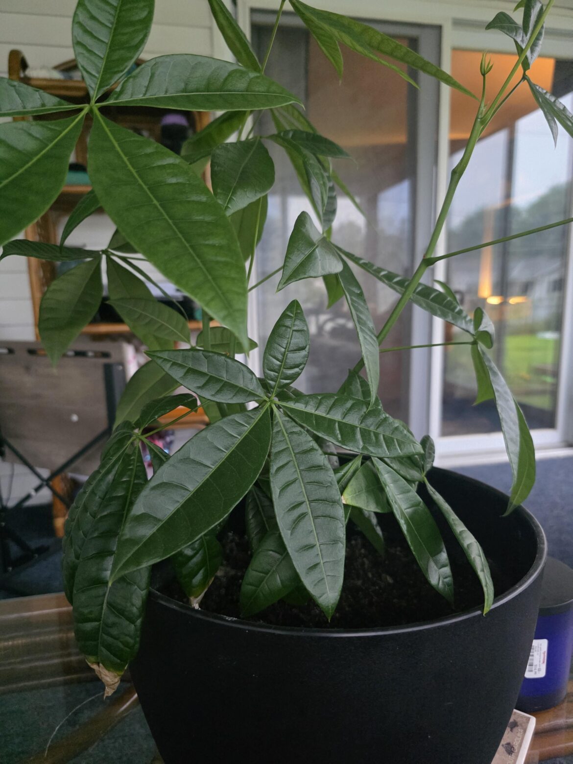This money tree was delivered as a dying plant. With a set of wilted leaves and with just a little love. This.