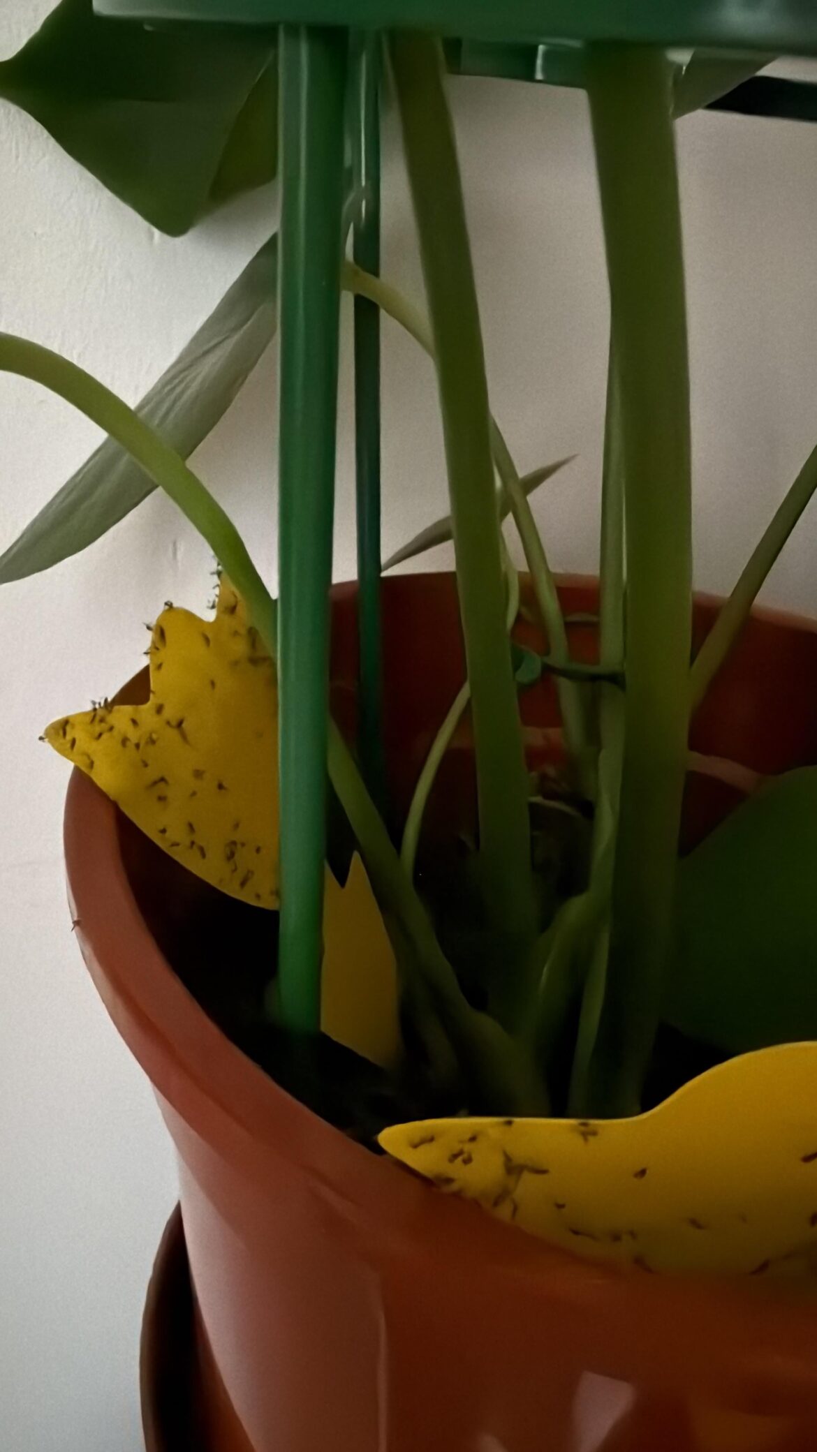 Need help with flies Need help with flies