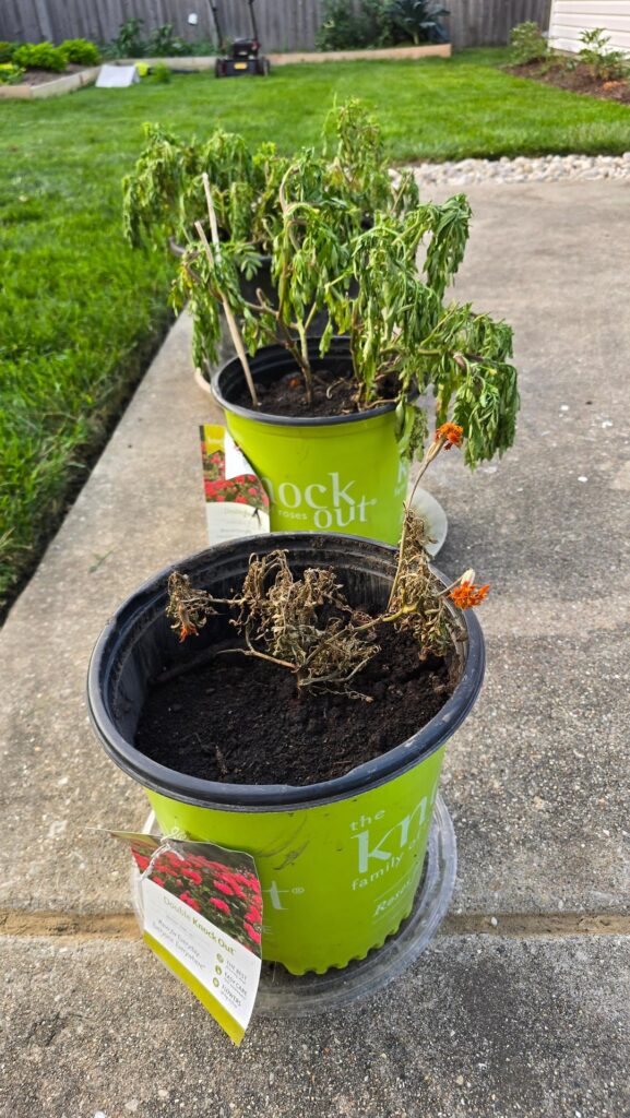 Help request: dying Marigolds Help request: dying Marigolds