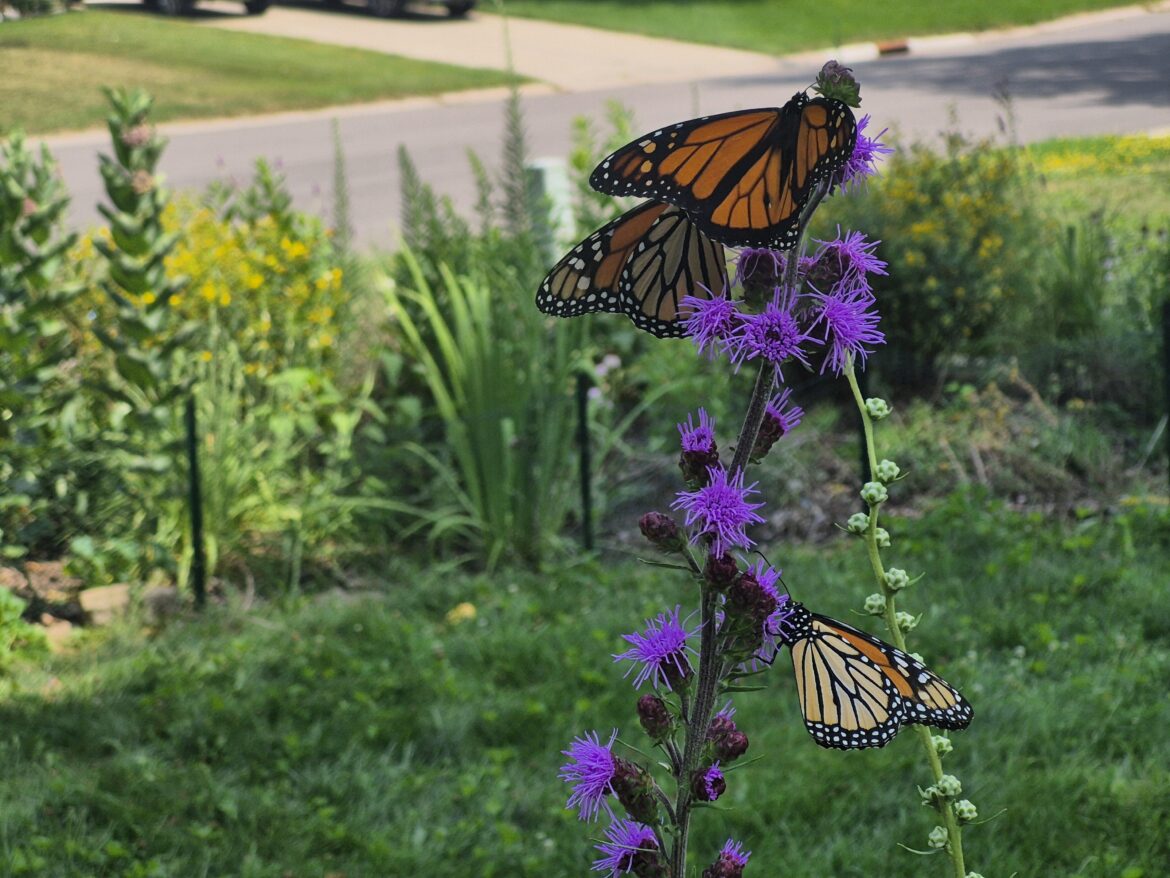 Blazing Star Blazing Star