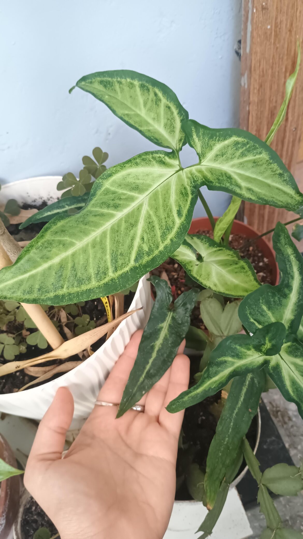 3 weeks apart