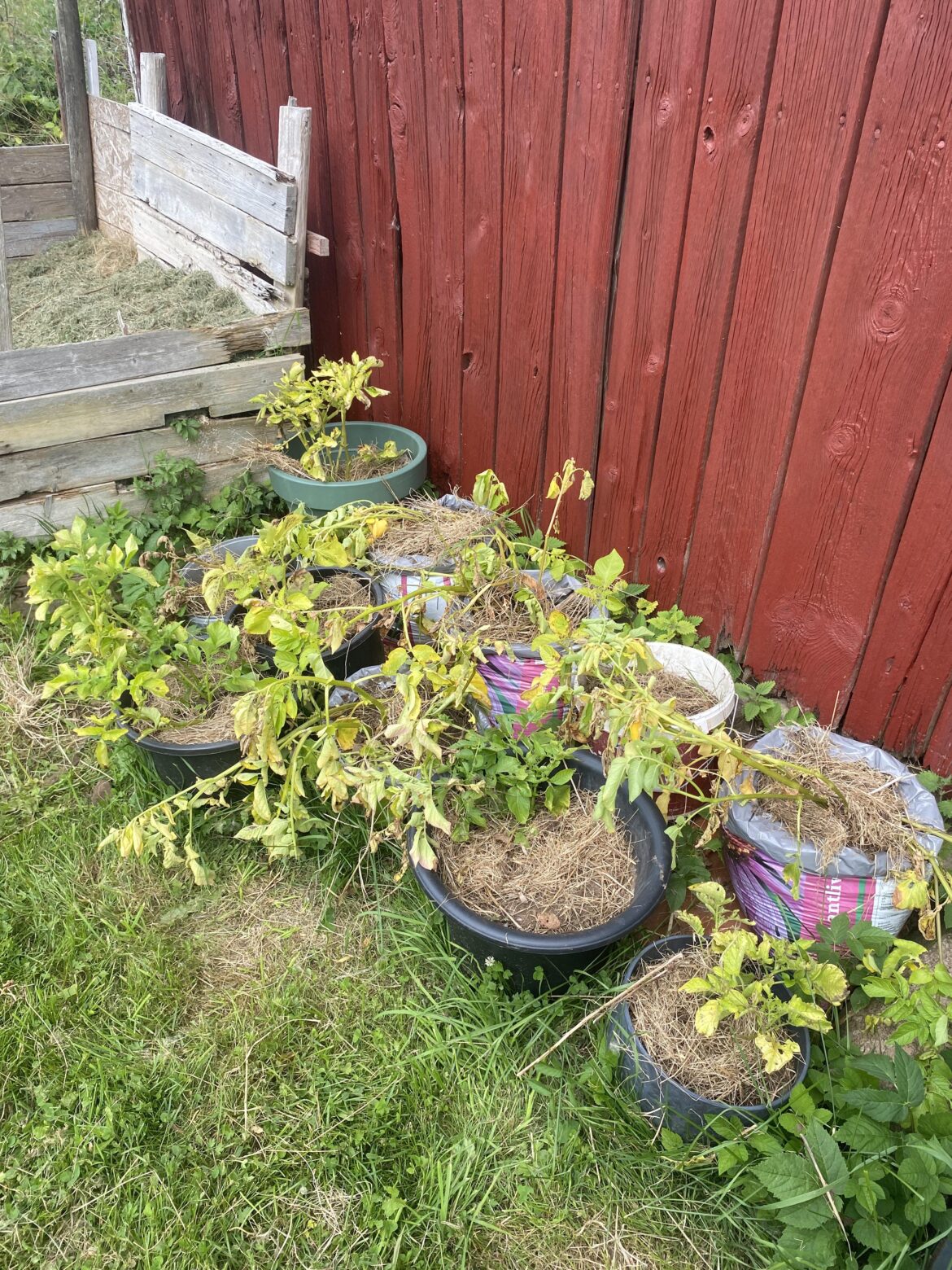 What’s up with these potatoes?