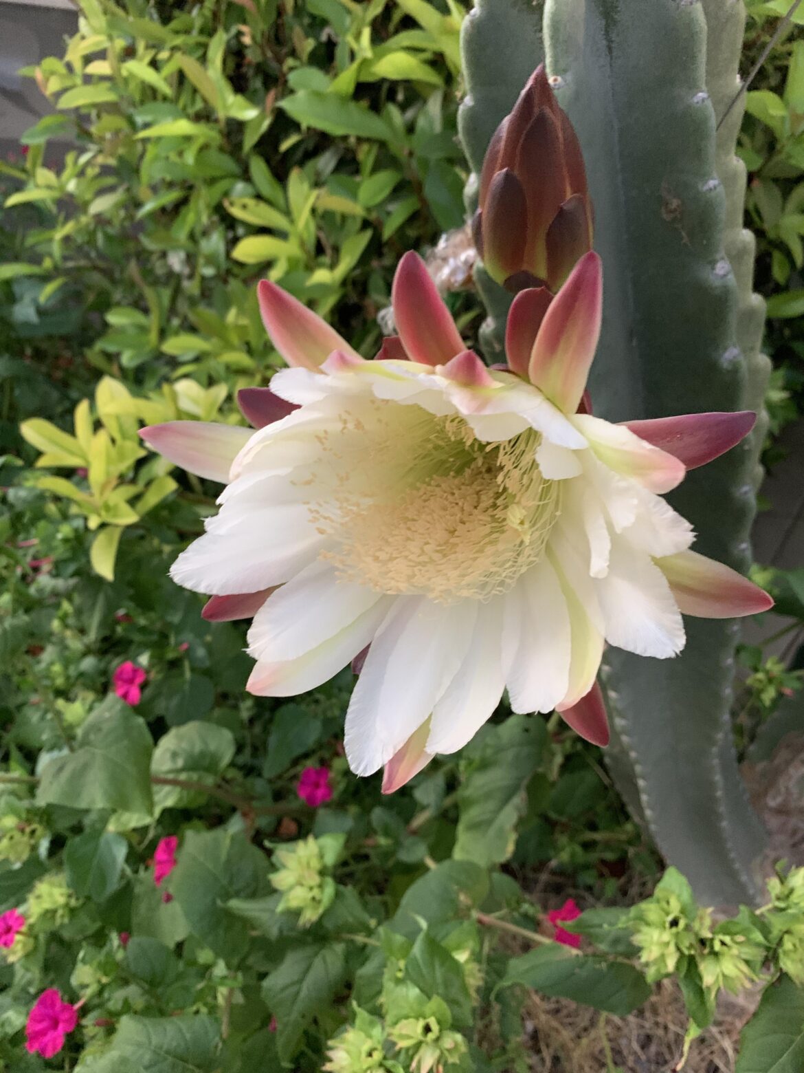 Night Bloom