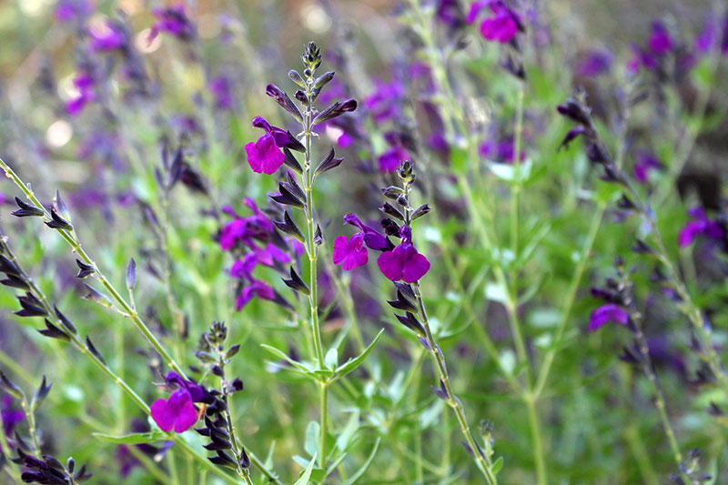 Dark Shadows Sage