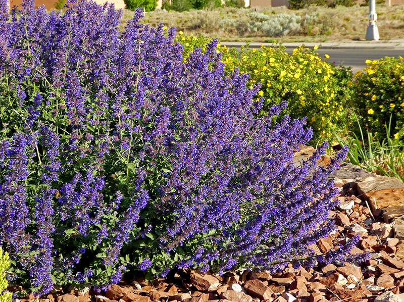 Walker's Deep Blue Catmint