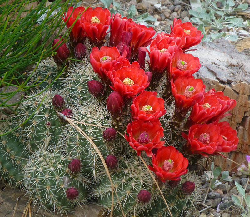 Scarlet Hedgehog Cactus