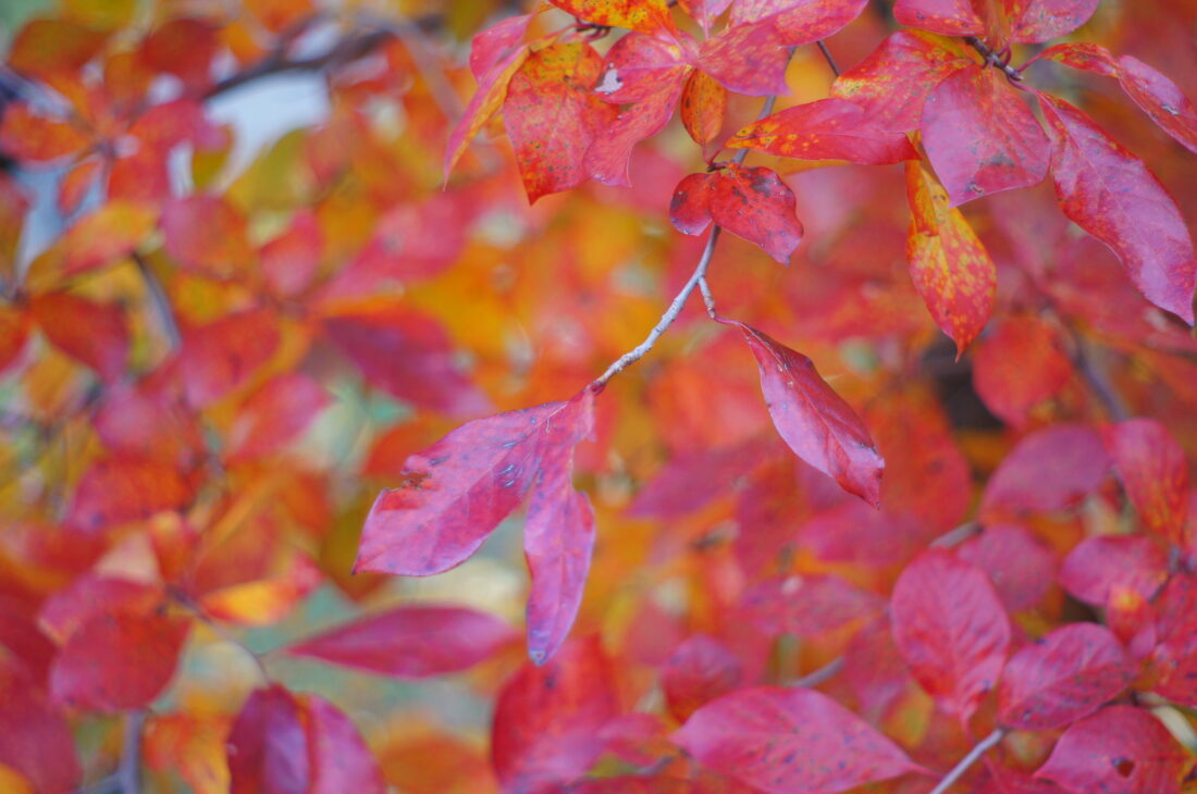Black Tupelo leaves