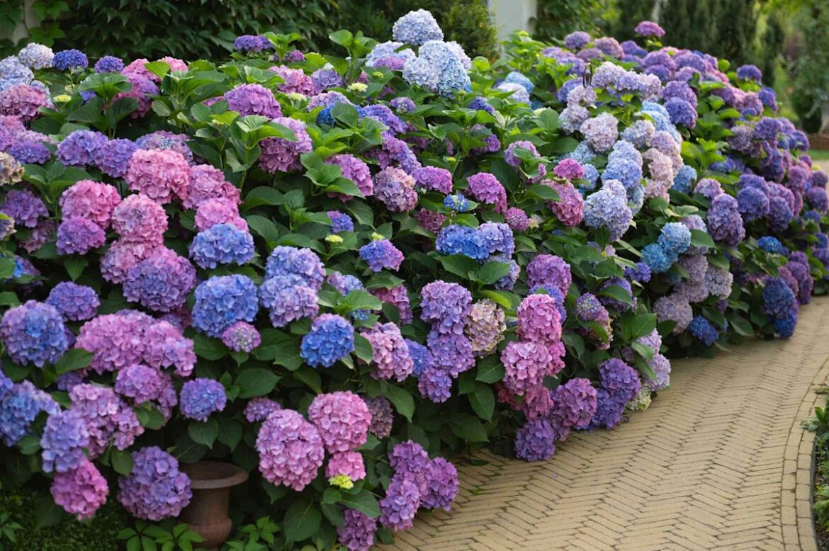 We Asked a Rhode Island Gardener How They Get Their Hydrangeas to Come Back Bigger Every Year—Here’s What They Recommend