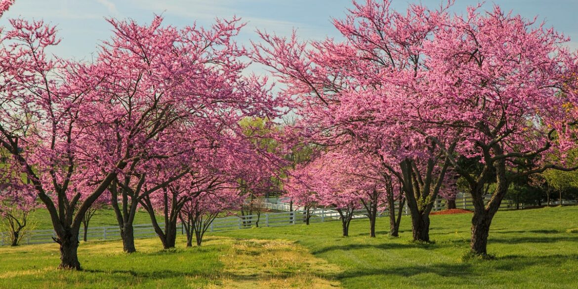 Oklahoma Redbuds: A Guide to Planting and Caring for Thriving Trees Oklahoma Redbuds: A Guide to Planting and Caring for Thriving Trees