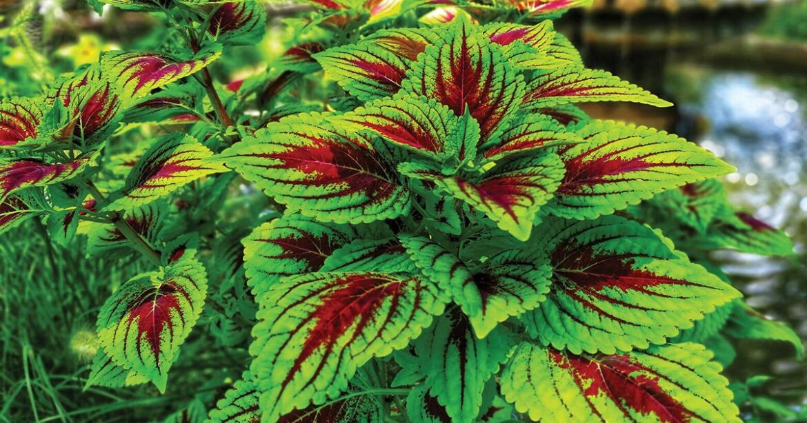 Tried and true: This year’s ‘Oklahoma Proven’ selections are great additions to the garden. | Lifestyle