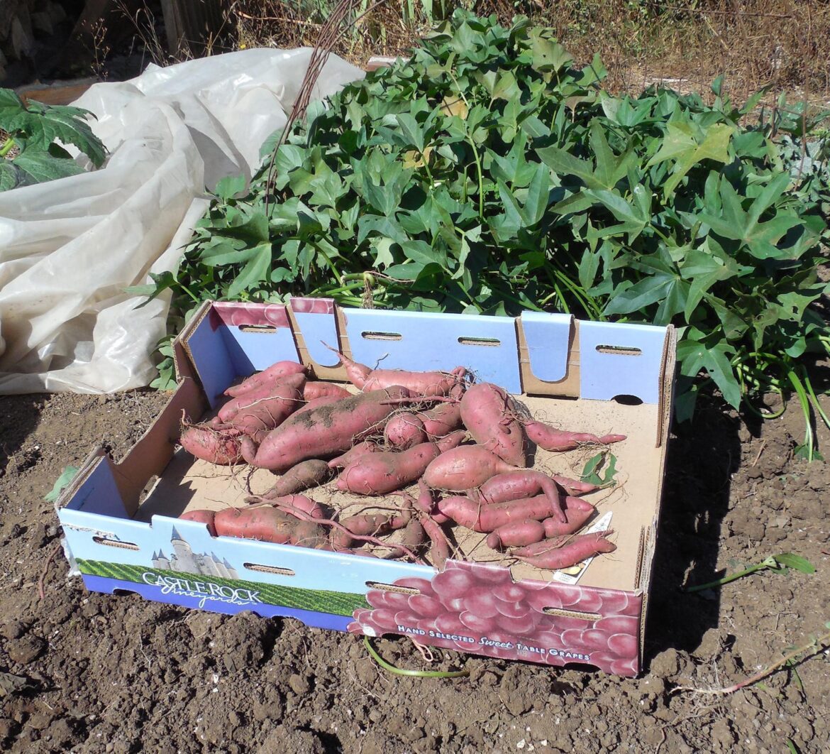 How to grow sweet potatoes successfully in Oregon’s climate A cardboard box filled with freshly harvested sweet potatoes sits on bare soil beside a lush, leafy vine.