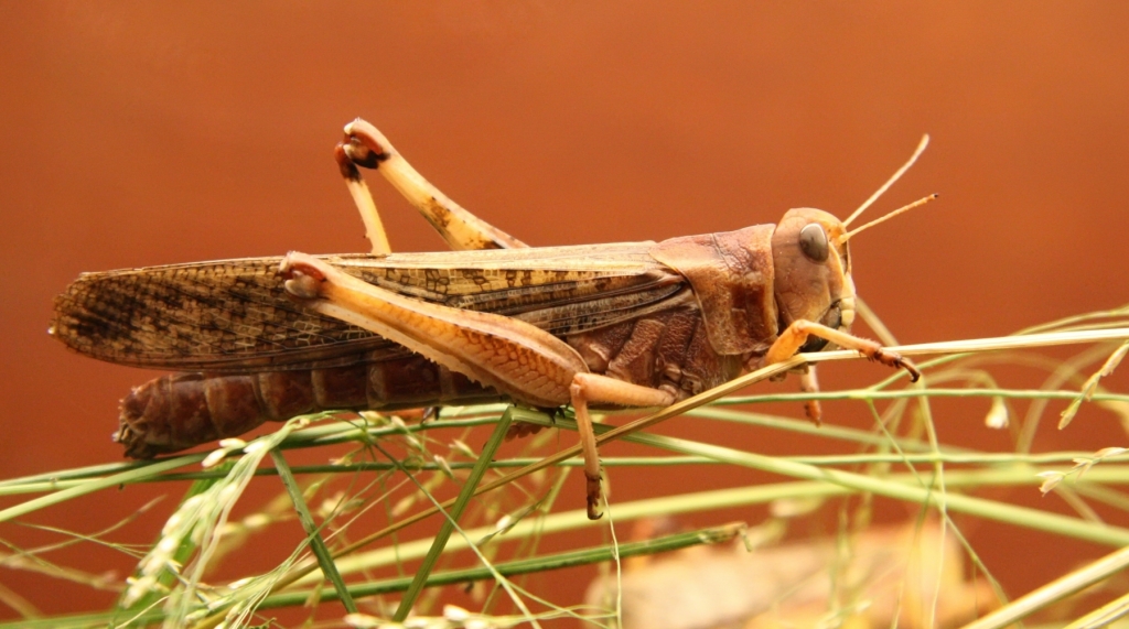 Dakota Gardener: Beware of Grasshoppers Dakota Gardener: Beware of Grasshoppers