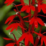 URI Master Gardeners to host spring plant sale, May 5 – Rhody Today URI Master Gardeners to host spring plant sale, May 5 – Rhody Today