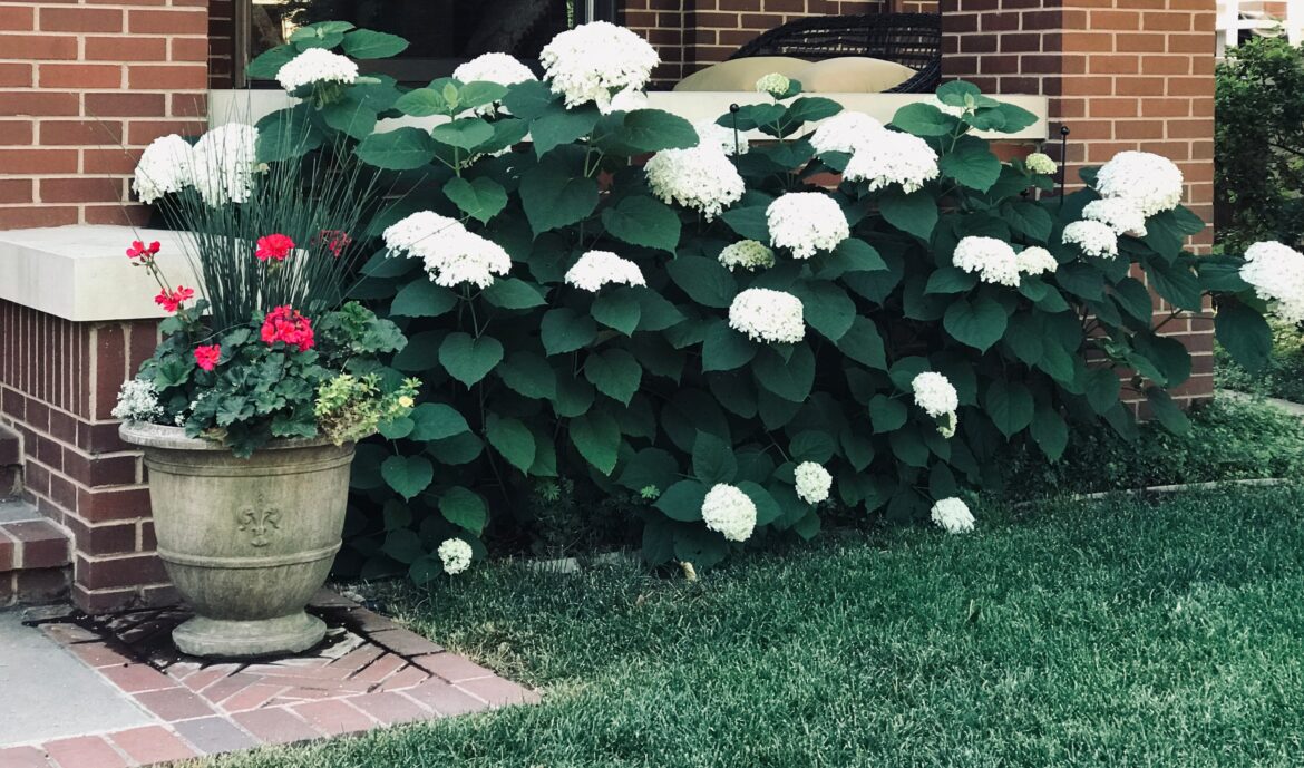 Gardening guide for lawn plant care in the hot summer Gardening guide for lawn plant care in the hot summer