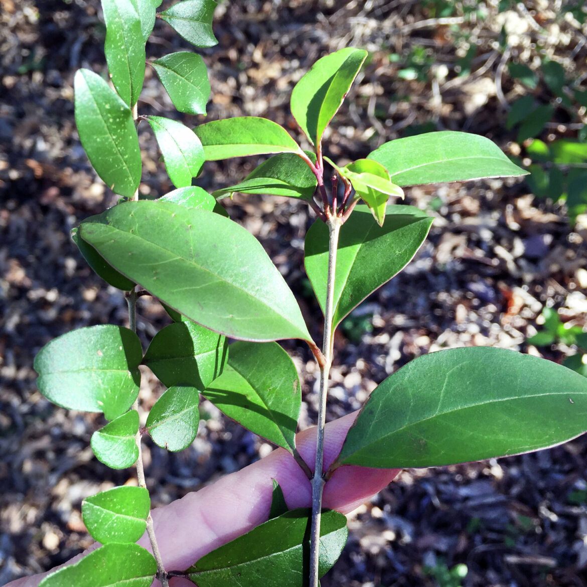 Bird flu risk, privet control, and Texas gardening questions answered Bird flu risk, privet control, and Texas gardening questions answered