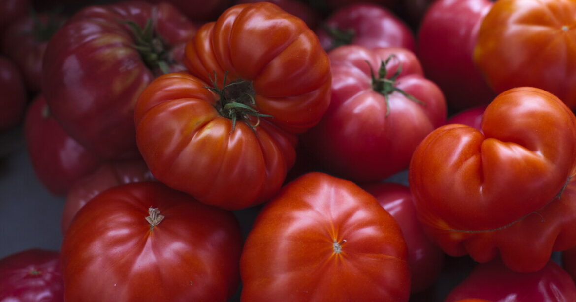These are the best tomato and pepper varieties to grow in Northern Colorado These are the best tomato and pepper varieties to grow in Northern Colorado