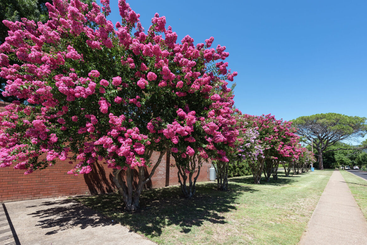 Texas gardening expert shares weed, grass, and tree solutions Texas gardening expert shares weed, grass, and tree solutions