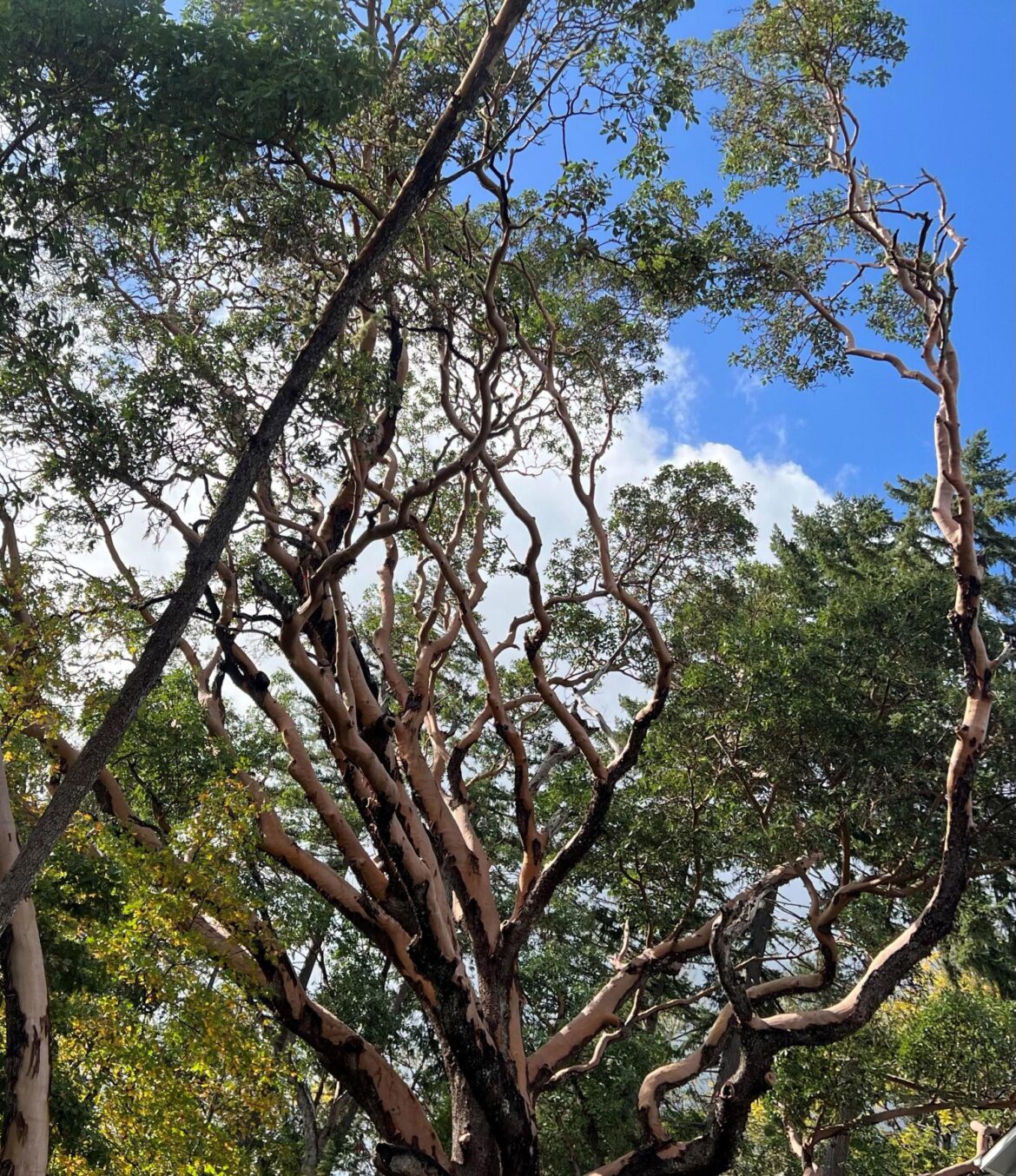 Twisting branches of a large madrone tree reach toward the sky through a canopy of green leaves.