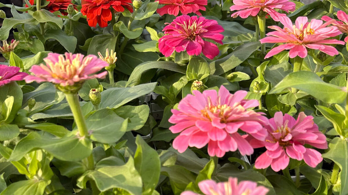How to prepare your North Texas garden for August heat