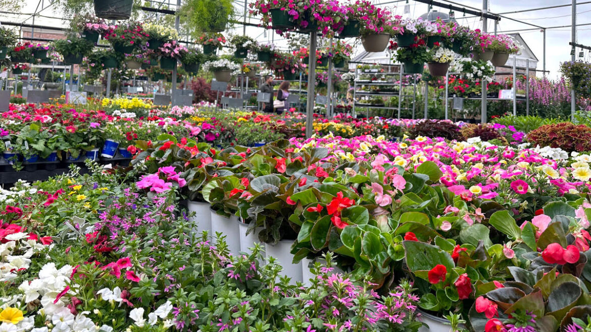 Top plants to enhance shade garden spots in North Texas Top plants to enhance shade garden spots in North Texas