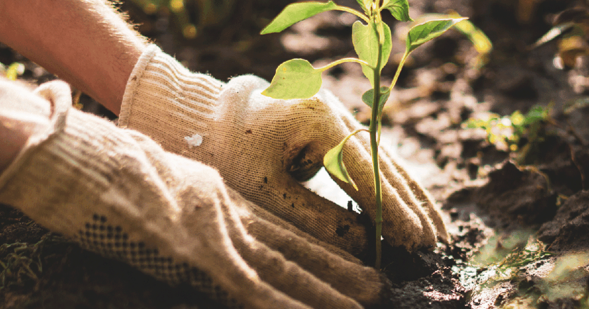 Get in the Zone: When to Start Planning Your Garden