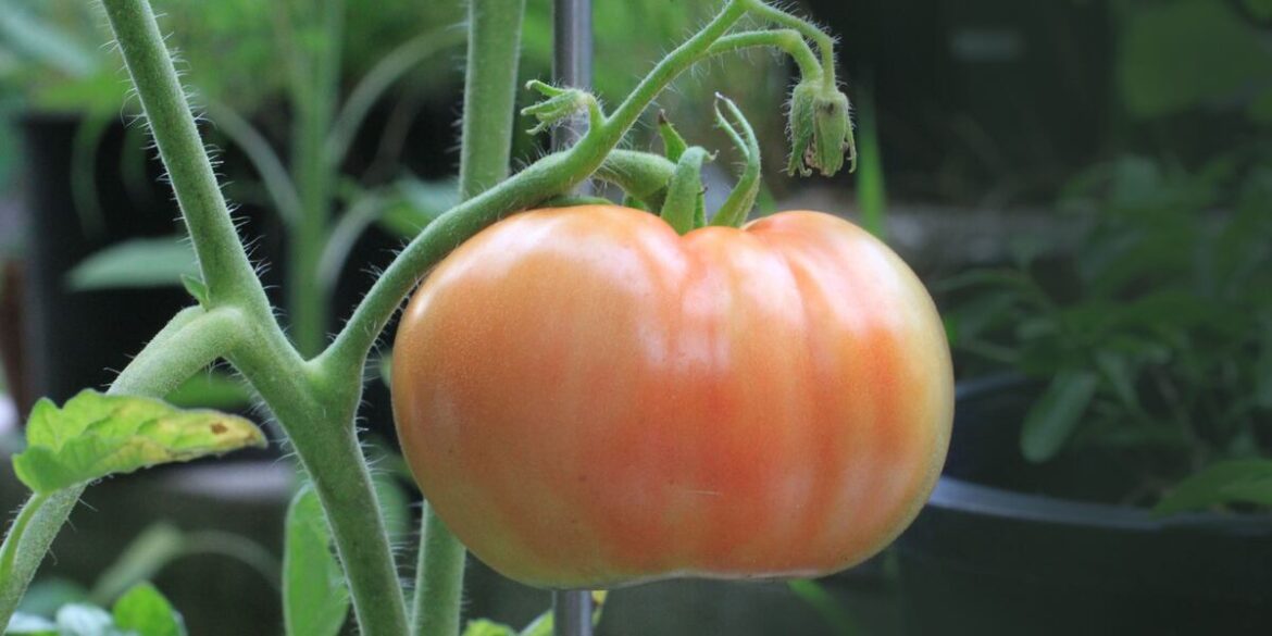 East Texas Ag News: Tips for fall vegetable gardening