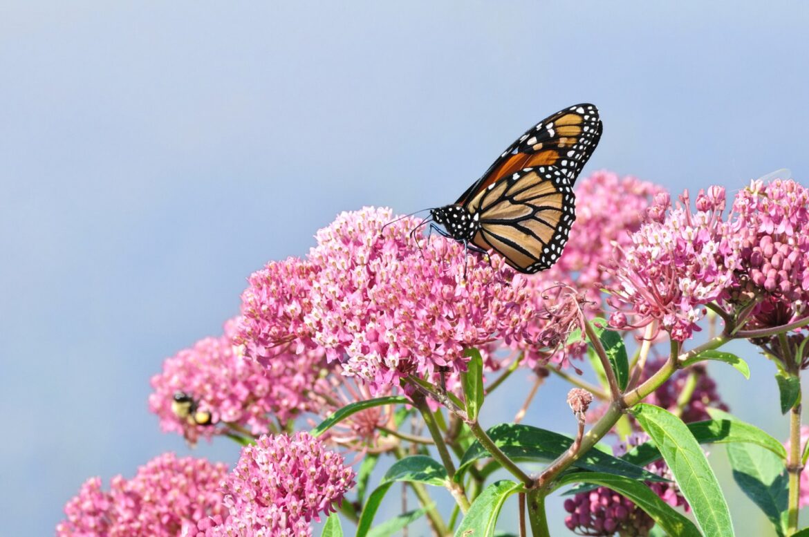 Don’t have a yard? Grow these California native plants in a container garden – Orange County Register