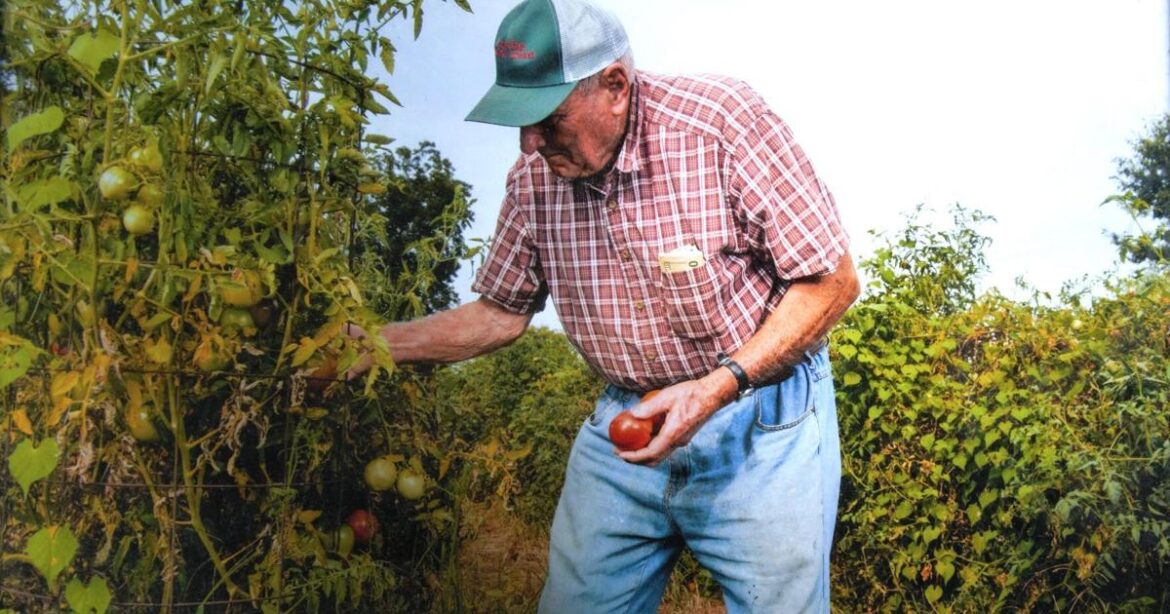 Opinion: Growing dwarf heirloom tomatoes in Georgia | Opinion Opinion: Growing dwarf heirloom tomatoes in Georgia | Opinion