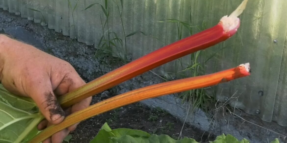 Gardening Tips: Successfully cultivating red rhubarb in Alaska Gardening Tips: Successfully cultivating red rhubarb in Alaska