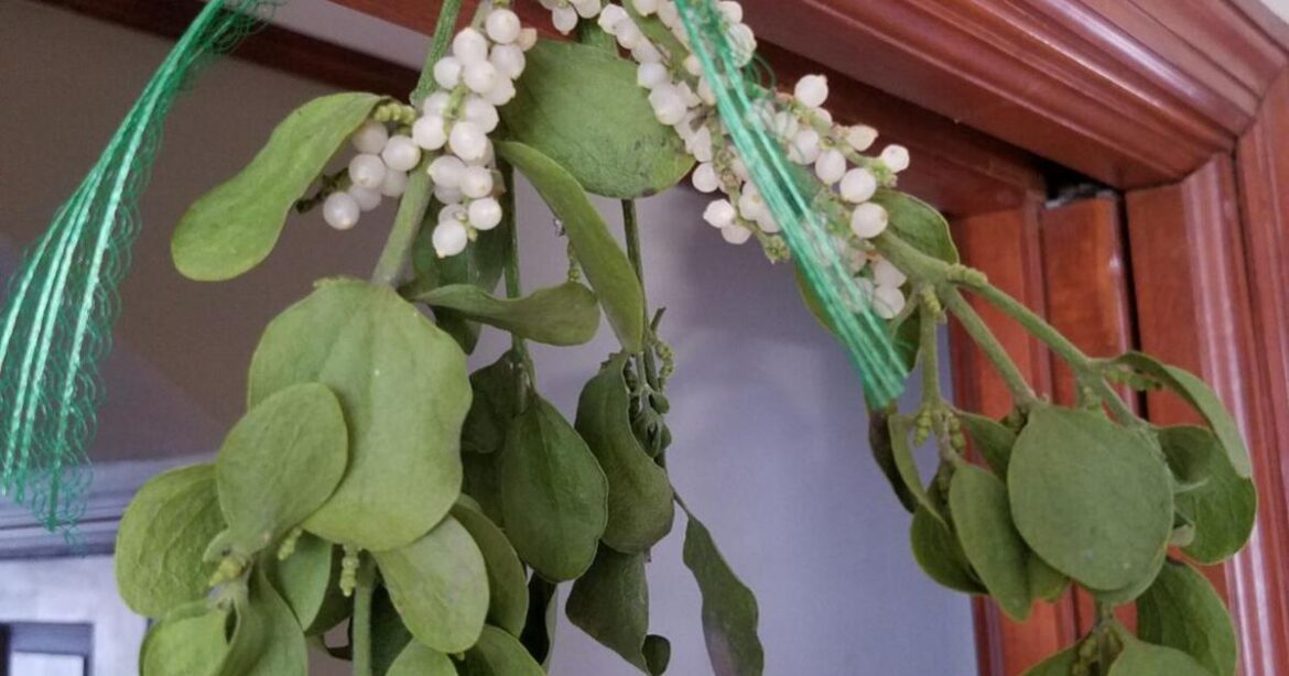 In the Garden | A species native to southern Illinois is a staple in many holiday traditions | Gardening