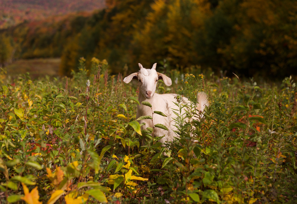 Livestock landscaping: Vermont ski areas employ goats and sheep to clear the slopes Livestock landscaping: Vermont ski areas employ goats and sheep to clear the slopes