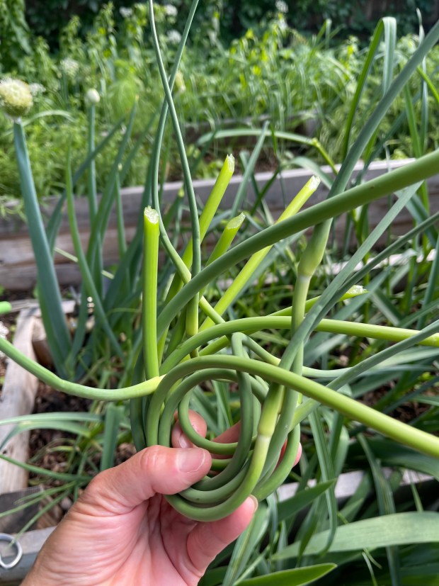 When hard-neck garlic sends up a stalk from the center of the plant, you can cut that off and voilà, you have garlic scapes. (Tamara Yakaboski, Special to The Denver Post)