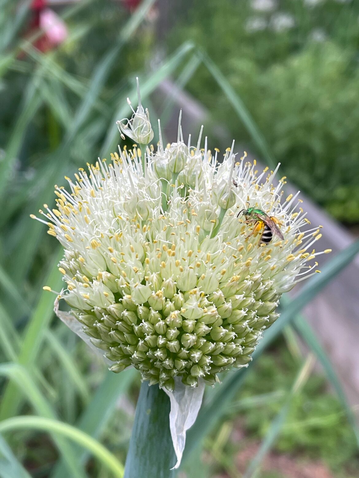 Colorado gardening: What is bolting, why is it happening, and what to do Colorado gardening: What is bolting, why is it happening, and what to do
