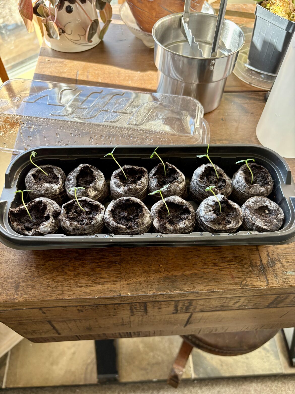 I bought peri peri pepper seeds off Etsy to season future biltong with.