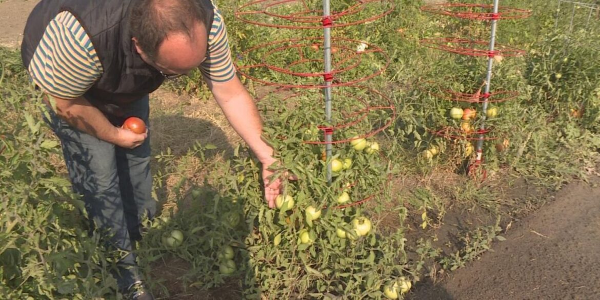 Growing Together Nebraska Garden feeds local food pantries Growing Together Nebraska Garden feeds local food pantries