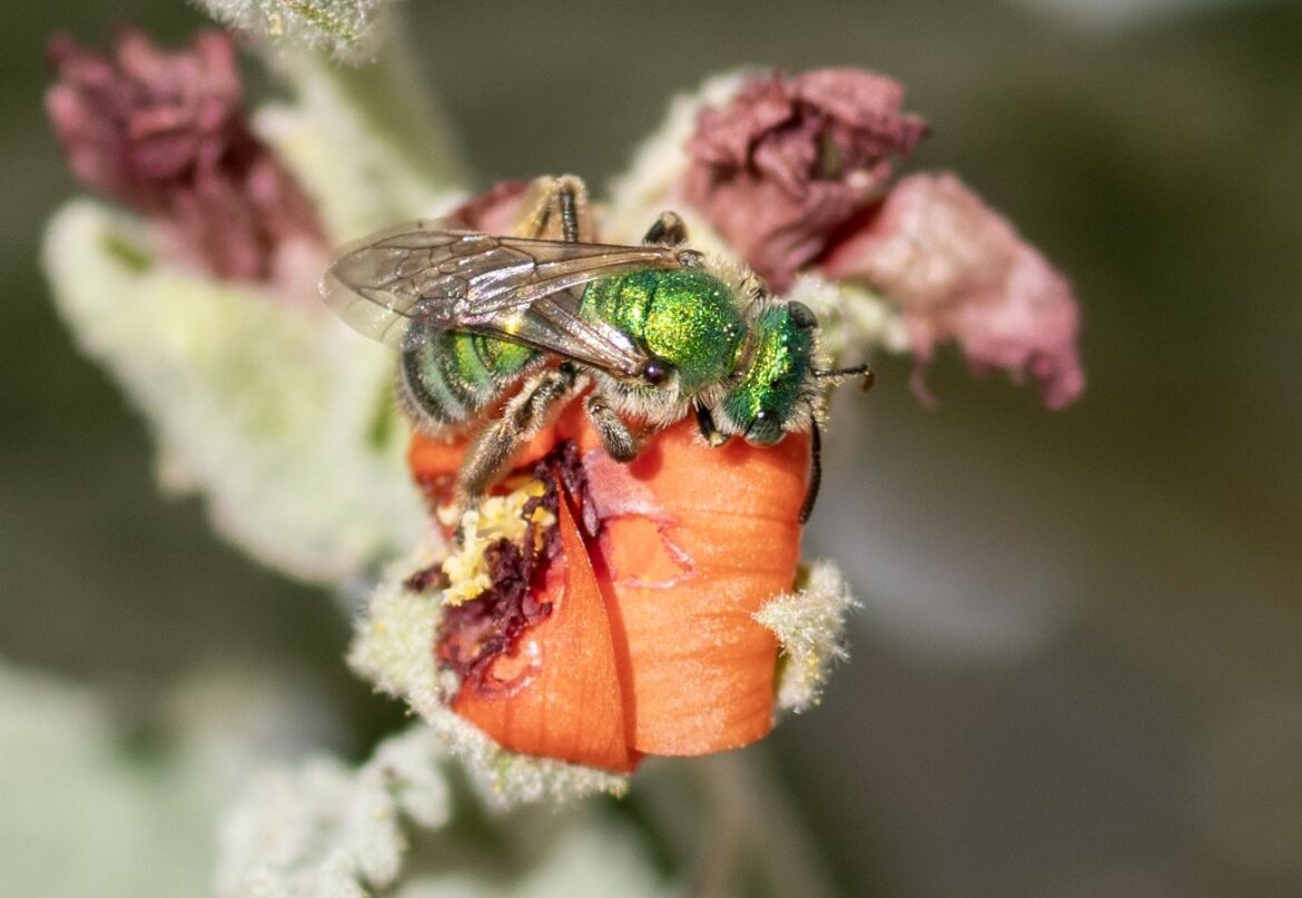 Creating a fairy garden in your Southern California yard with native plants – Press Enterprise Creating a fairy garden in your Southern California yard with native plants – Press Enterprise