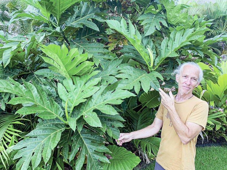 Preserving old Hawaii with breadfruit at Amy Greenwell Ethnobotanical Garden on Sept. 19 Preserving old Hawaii with breadfruit at Amy Greenwell Ethnobotanical Garden on Sept. 19