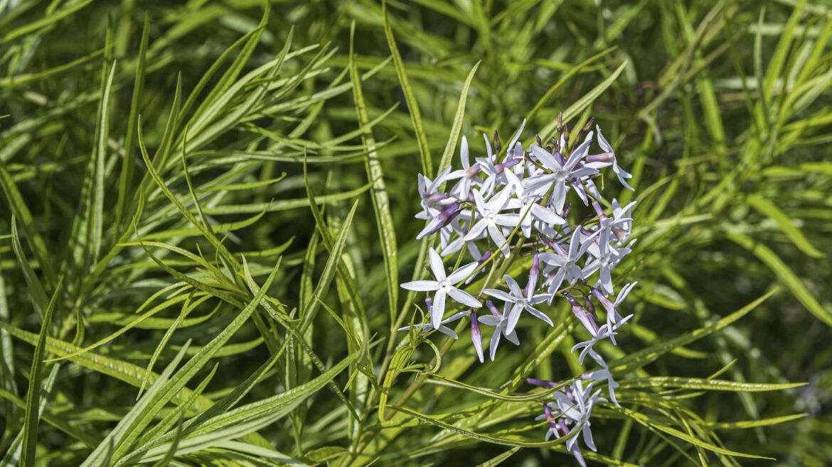 How to grow Arkansas blue star: expert native plant advice Amsonia, or Arkansas blue star, with sky blue flowers and green foliage