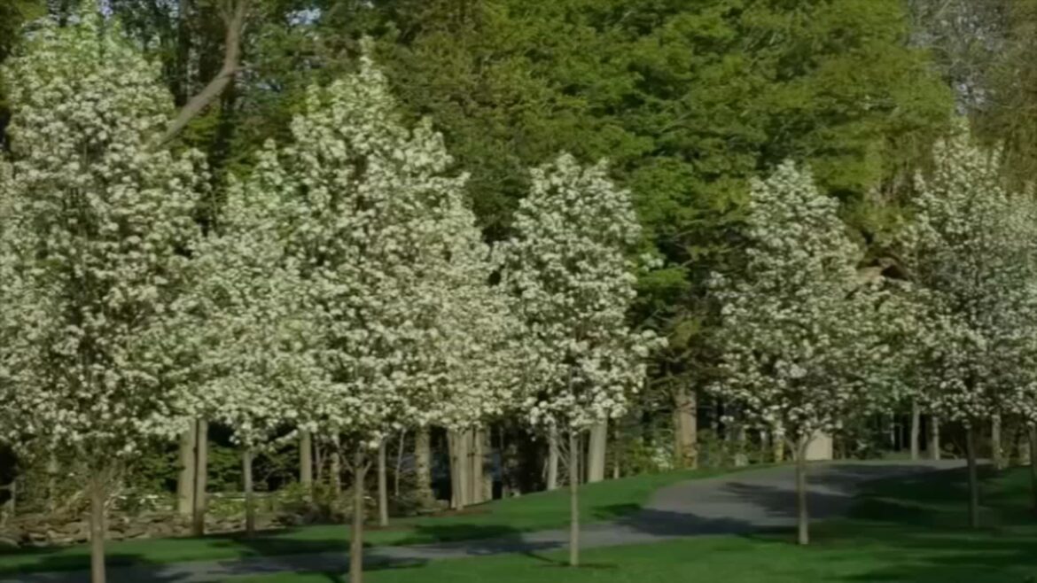 Bradford Pear: Invasive, smelly Bradford Pear trees to become illegal in South Carolina Bradford Pear: Invasive, smelly Bradford Pear trees to become illegal in South Carolina