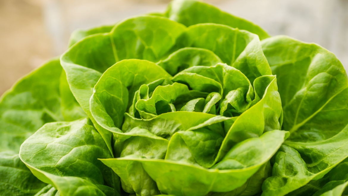 In 1937, a Pennsylvania barber saved lettuce seeds beside his shop register; nearly 90 years later, gardeners can still buy the variety In 1937, a Pennsylvania barber saved lettuce seeds beside his shop register; nearly 90 years later, gardeners can still buy the variety