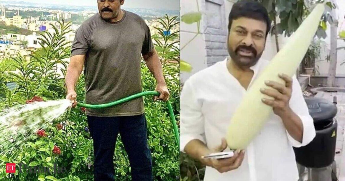 Chiranjeevi grows bottle gourds, leafy climbers in his mini backyard garden. How can beginners start a garden like the megastar? Chiranjeevi grows bottle gourds, leafy climbers in his mini backyard garden. How can beginners start a garden like the megastar?