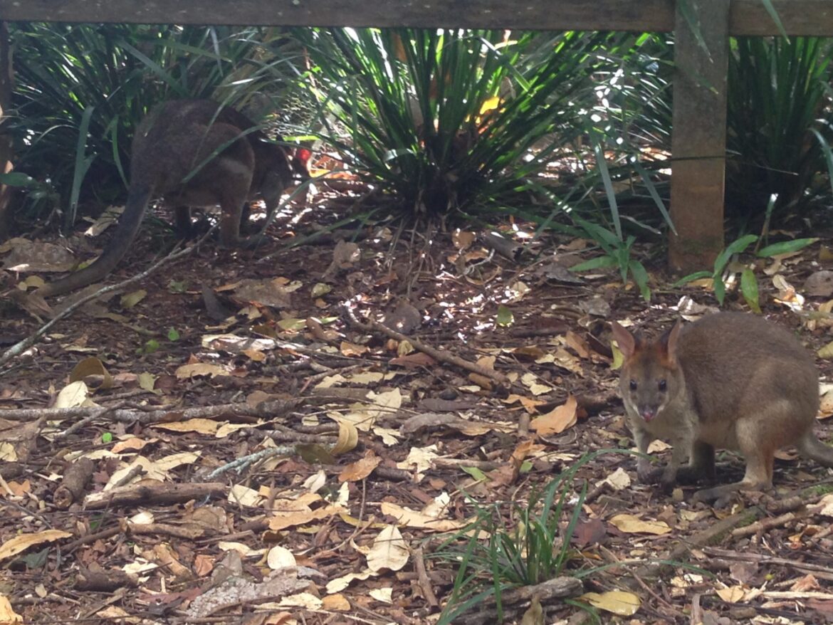 Backyard Wildlife - Glasshouse Country & Maleny News