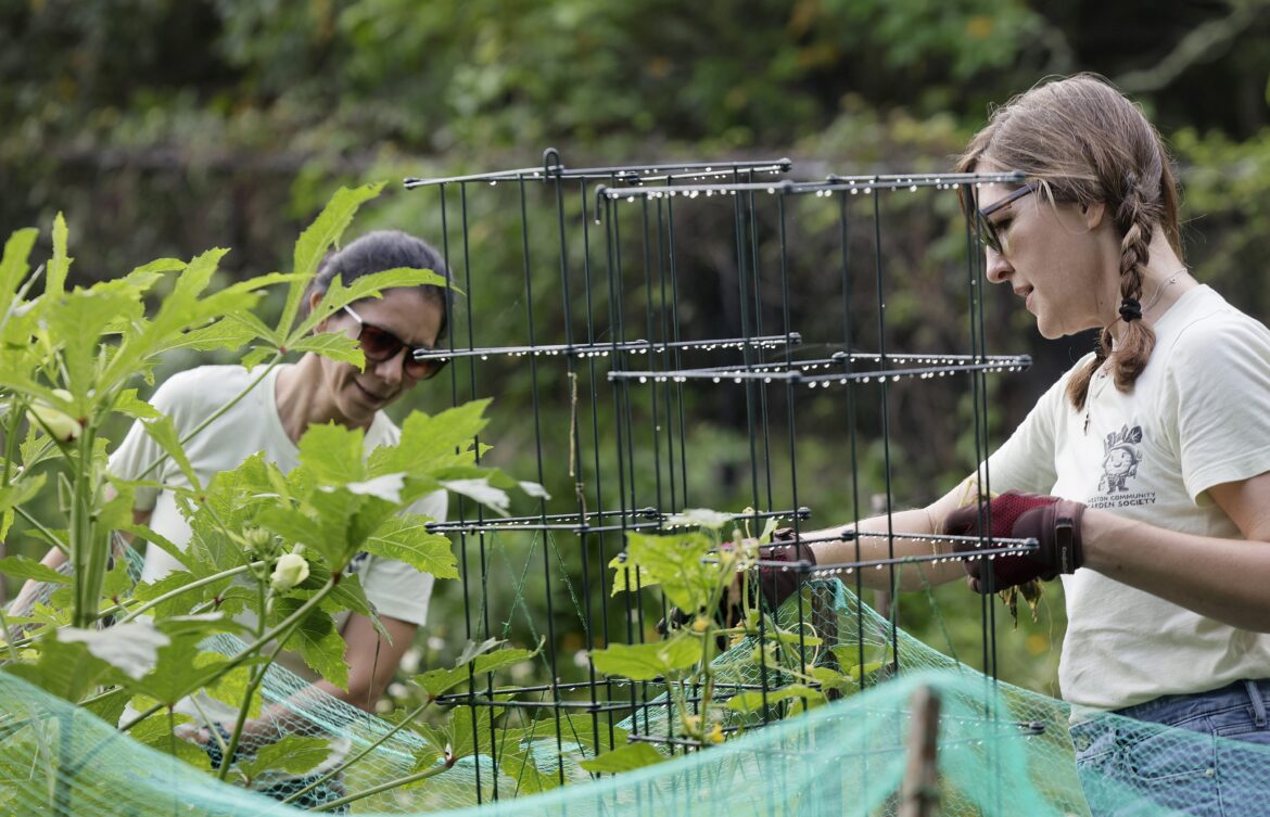 A pesticide-free South Florida garden? Here’s how to keep critters out of your yard – Sun Sentinel A pesticide-free South Florida garden? Here’s how to keep critters out of your yard – Sun Sentinel