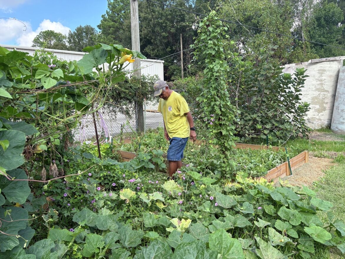 Montgomery County Texas senior garden offers plots Montgomery County Texas senior garden offers plots