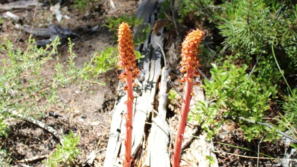 Oregon hiker spots alien-looking red stalk that ‘steals’ from trees Oregon hiker spots alien-looking red stalk that 'steals' from trees