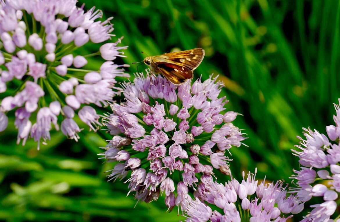 West Virginia Botanic Garden party set for Aug. 15 -