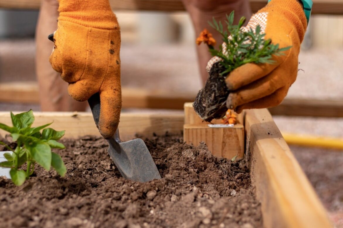 What to Plant in Tennessee During the Fall: A Guide for Lakeland and Shelby County Gardeners Currents